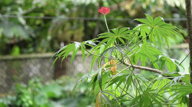 Coralbush plant (Jatropha multifida) which has red flowers