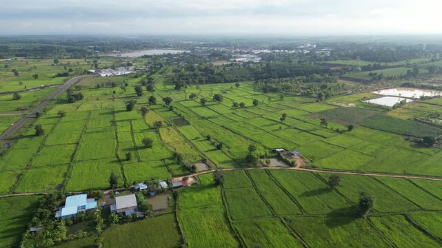 The paddy field and small town landscape of northeastern Thailand. These areas serve as one of the country's most important rice-producing regions, contributing significantly to the global food supply