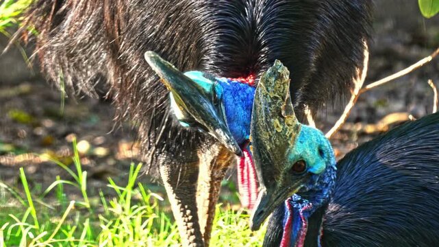Close up view of a beautiful wild southern cassowary couple