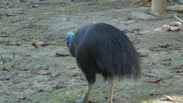 Flightless cassowary walking on the forest floor