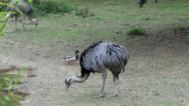 Greater rhea birds foraging in a natural habitat with mallard duck
