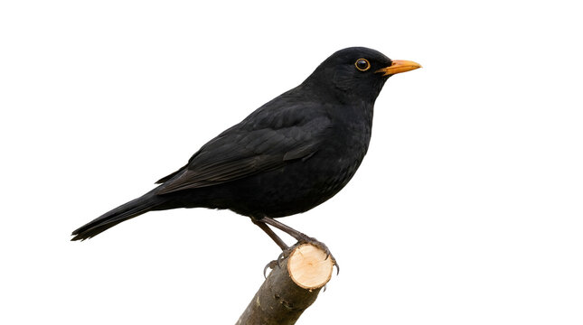 Realistic Blackbird Bird Sitting on Branch Cut Out for Educational Design