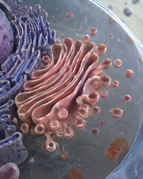 Golgi Apparatus Protein Packaging