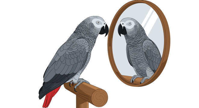 Intelligent African Grey parrot perched on a wooden stand looks at its own reflection in a round mirror against a white background.