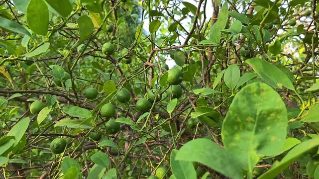 Fresh green lemon limes on tree in organic garden