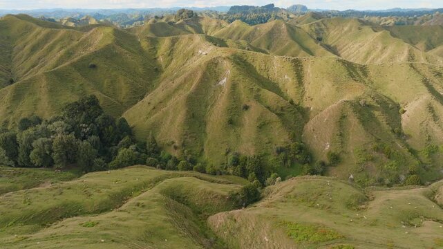 Aerial view of rolling green hills and pastureland in Te Anga, Waitomo, New Zealand. Sheep graze on the hillsides, contributing to the agricultural landscape.