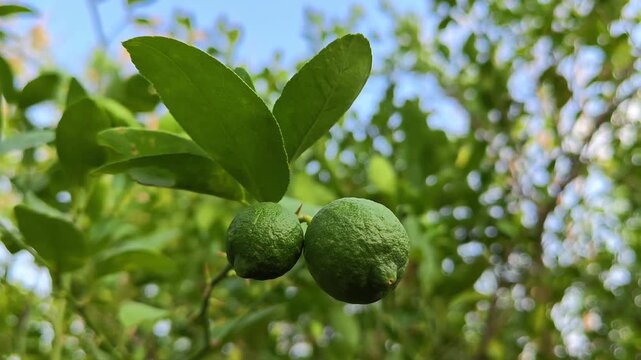 Fresh green lemon limes on tree in organic garden