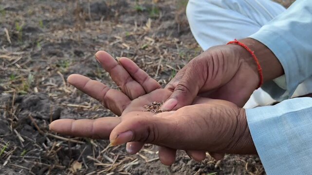 Indian man preparing traditional chewing tobacco (Khaini) by rubbing it in his palm