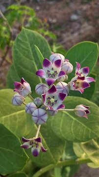 Crown Flower (Calotropis gigantea) Blooming in Natural Garden