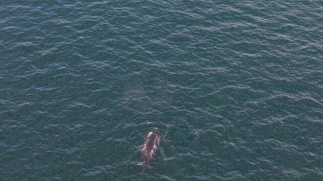 A telephoto aerial view of an adult humpback whale spouting in the Sea of Cortez, Mexico