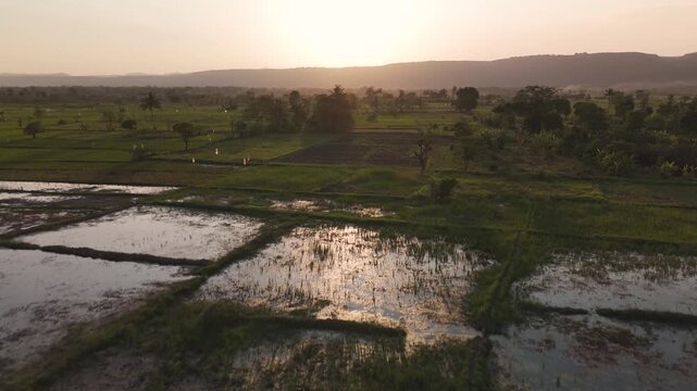 A cinematic view of a flock of birds flying over vast agricultural fields in Central Africa. Wide landscape shot capturing rural farmland, natural movement of wildlife, and peaceful countryside scener