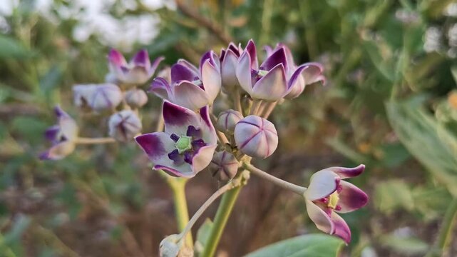 Crown Flower (Calotropis gigantea) Blooming in Natural Garden