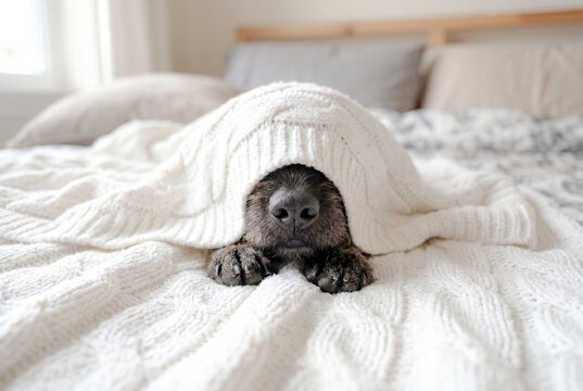 白い毛布に包まれて眠る犬の鼻先
