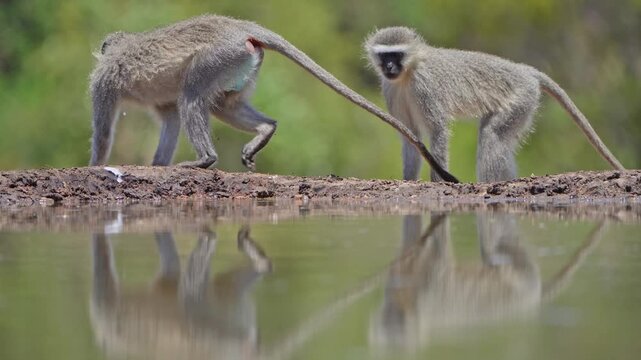 Wide shot of a Vervet monkeys having a drink at a small waterhole in front of an underground hide while a second monkey is walking behind him. Filmed from a low angle, beautiful reflection.