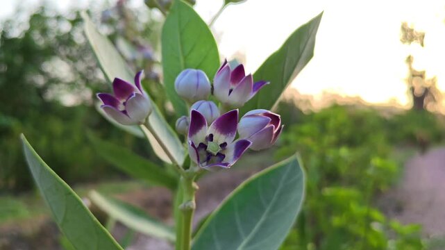 Crown Flower (Calotropis gigantea) Blooming in Natural Garden