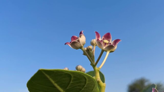 Crown Flower (Calotropis gigantea) Blooming in Natural Garden