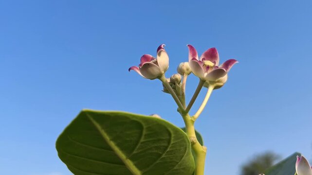 Crown Flower (Calotropis gigantea) Blooming in Natural Garden