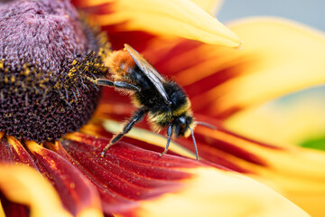 Fototapeta premium Bumblebee with furry legs covered in pollen climbs down from blooming Rudbeckia flower after collecting sweet nectar, bumblebee (bombus terrestris) sitting and harvesting pollinating on garden flower.