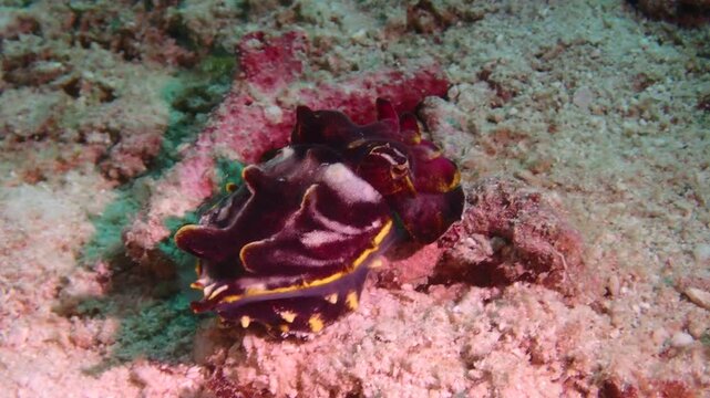 Side-view underwater macro footage of a flamboyant cuttlefish displaying vivid body colour changes. Captures the full body and dynamic colour patterns of this rare tropical cephalopod.