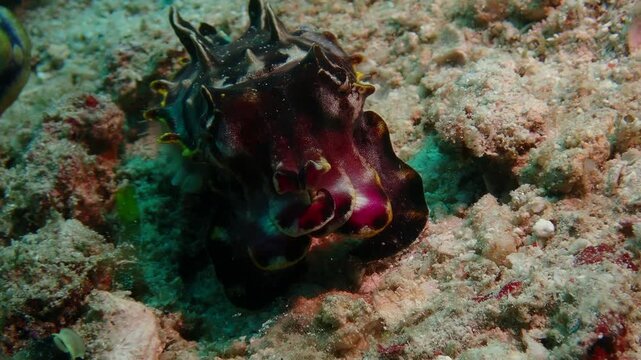 Macro underwater footage of a flamboyant cuttlefish filmed from the front, showing vivid colour changes across its body. Rare marine life scene highlighting the unique behaviour and striking appearanc