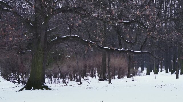 4K video of a lonely, dreary day in desolate nature, frozen forest full of trees with bare, leafless branches in the winter, during a dark, gray, gloomy day, with snow on the ground, frost and ice.