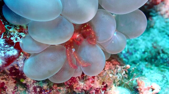 Macro underwater footage of an orangutan crab (Achaeus japonicus) resting among soft coral polyps. Close-up view showing its natural camouflage and subtle movement in a coral reef habitat.