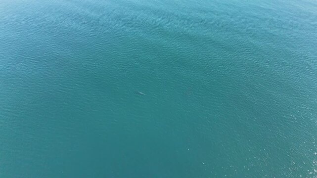 Wide drone footage of a Sei whale swimming near the surface in remote ocean environment