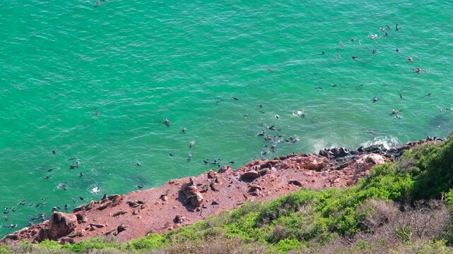 Cape fur seal colony on shore in Robberg marine protected area, Plettenberg Bay