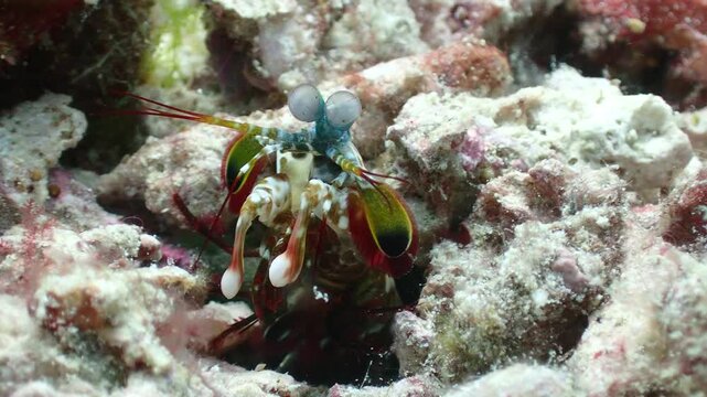 Macro underwater footage of a peacock mantis shrimp (Odontodactylus scyllarus) partially emerging from its burrow. Close-up view showing its rapidly moving eyes, antennae, and subtle body movements in
