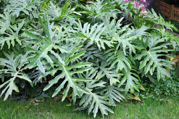 Philodendron selloum (Thaumatophyllum bipinnatifidum) in a garden © Bowonpat