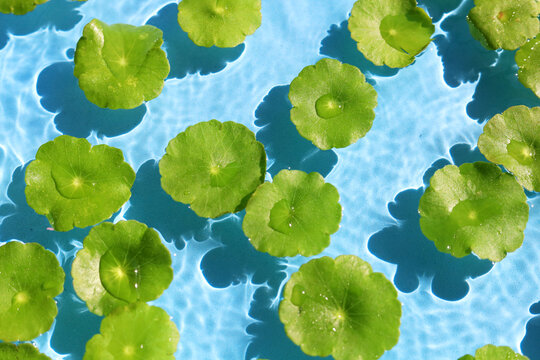 Green pennywort leaves floating on clear blue rippling water.