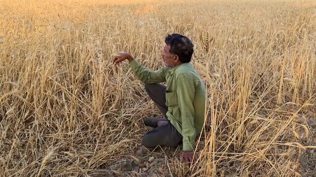 Worried indian farmer sitting in wheat field due to crop damage