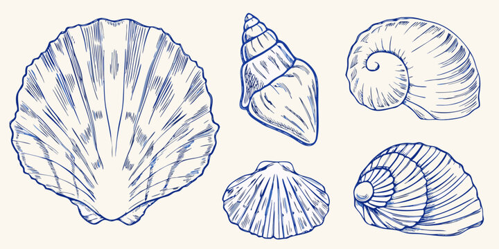 blue seashell sketches collection of marine mollusk drawings