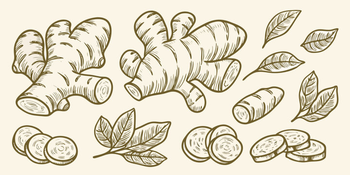 hand drawn ginger root illustrations with leaves sketch style