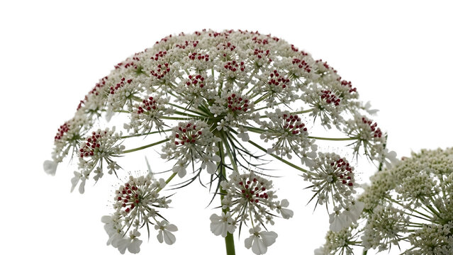 Closeup of a wild carrot flower, also known as queen annes lace, isolated on transparent background
