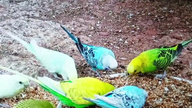 Flock of budgies eating seeds from a bowl