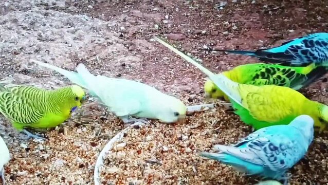 Colorful parakeets interacting on sandy ground with scattered seeds