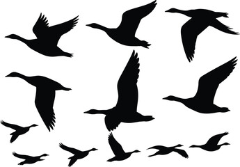 Flying goose silhouette set featuring birds in flight with spread wings in black vector illustration collection © SreeRupali