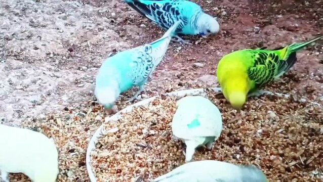 Colorful parakeets perched on sandy ground with scattered feathers