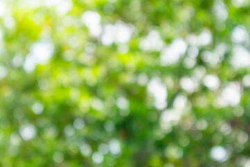 Obraz premium Abstract blurred green leaves with morning sunlight bokeh background