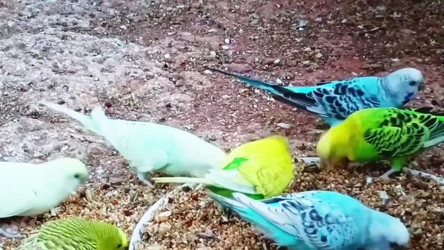 Budgies eating seeds from ground