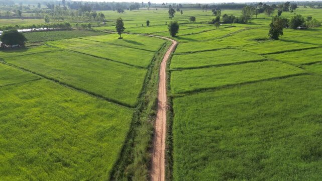 The rice-growing landscapes of northeastern Thailand are uniquely characterized by vast open field scattered with large trees.