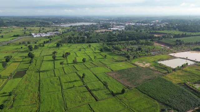 The paddy field and small town landscape of northeastern Thailand. These areas serve as one of the country's most important rice-producing regions, contributing significantly to the global food supply