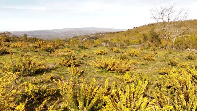 Aerial view of yellow flowering bushes on rolling hills under a clear sky in Allariz, Province of Ourense, Spain.