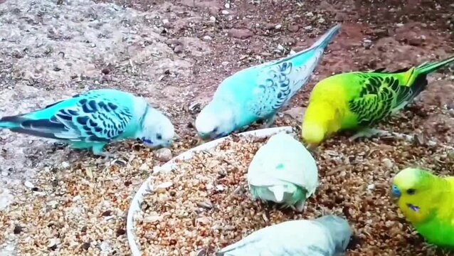 Colorful parrots perched on sandy ground eating seeds in outdoor setting