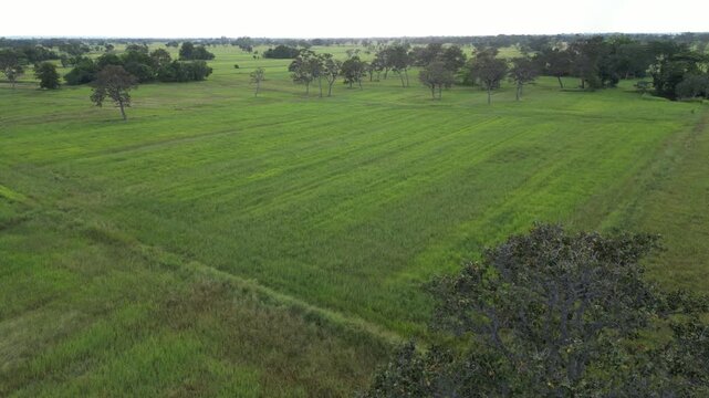 The rice-growing landscapes of northeastern Thailand are uniquely characterized by vast open field scattered with large trees. These areas serve as one of the country's most important rice-producing.