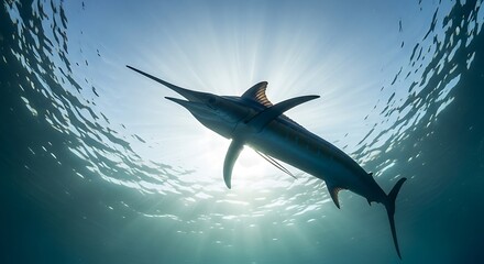 Naklejka premium Sailfish swimming underwater in ocean.
