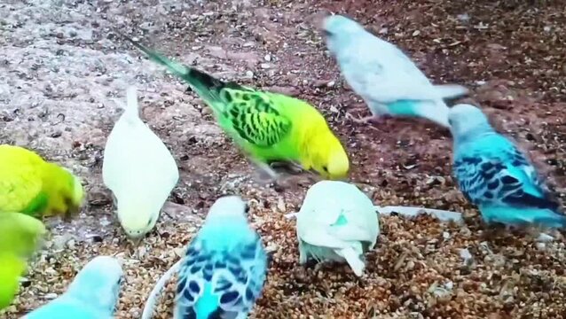 Bird perched on eggshells in natural outdoor ground setting