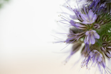 Obraz premium Macro Close up of Lacy Phacelia Flowers on White Background