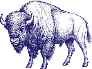 Hand Drawn Bison Sketch Vector Illustration Isolated Wildlife Animal Drawing in Vintage © dan